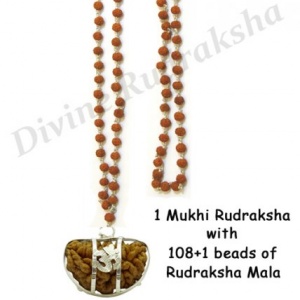 Mull Reksha 1 Mukhi Rudraksha with 108+1 beads of Rudraksha Mala
